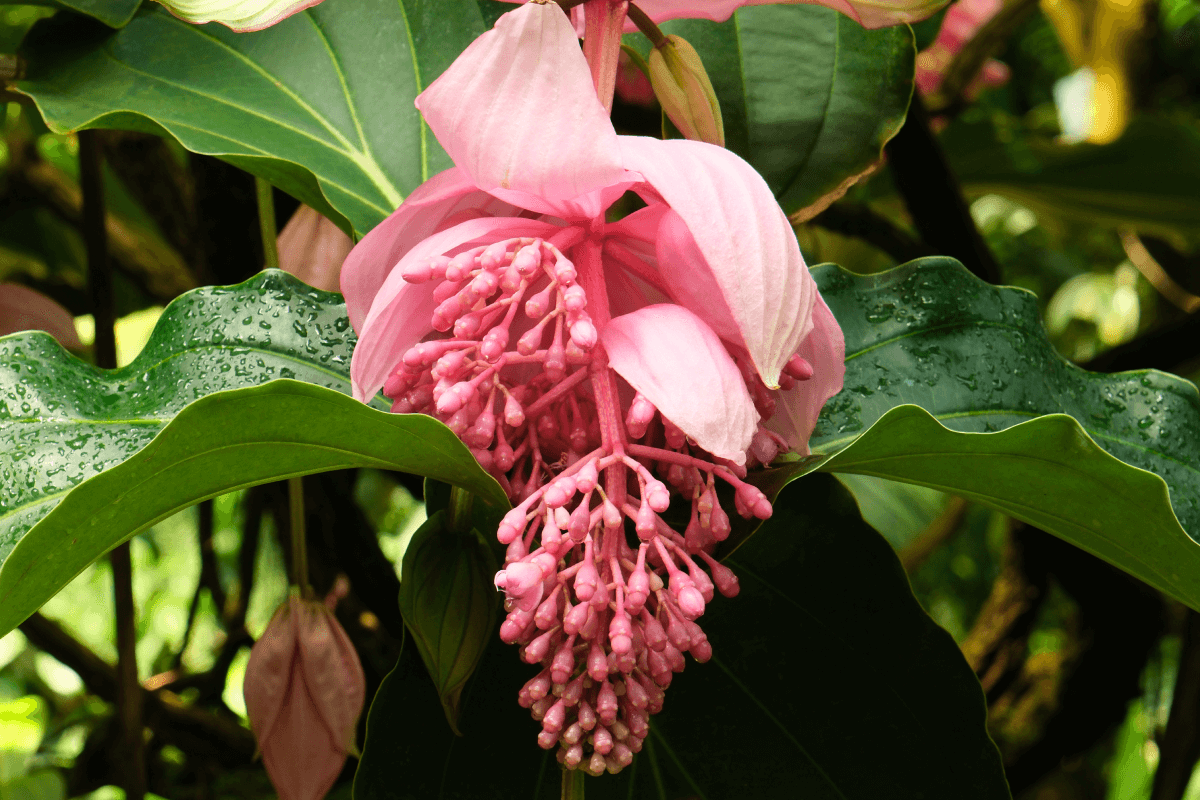 Forsgate Conservatory